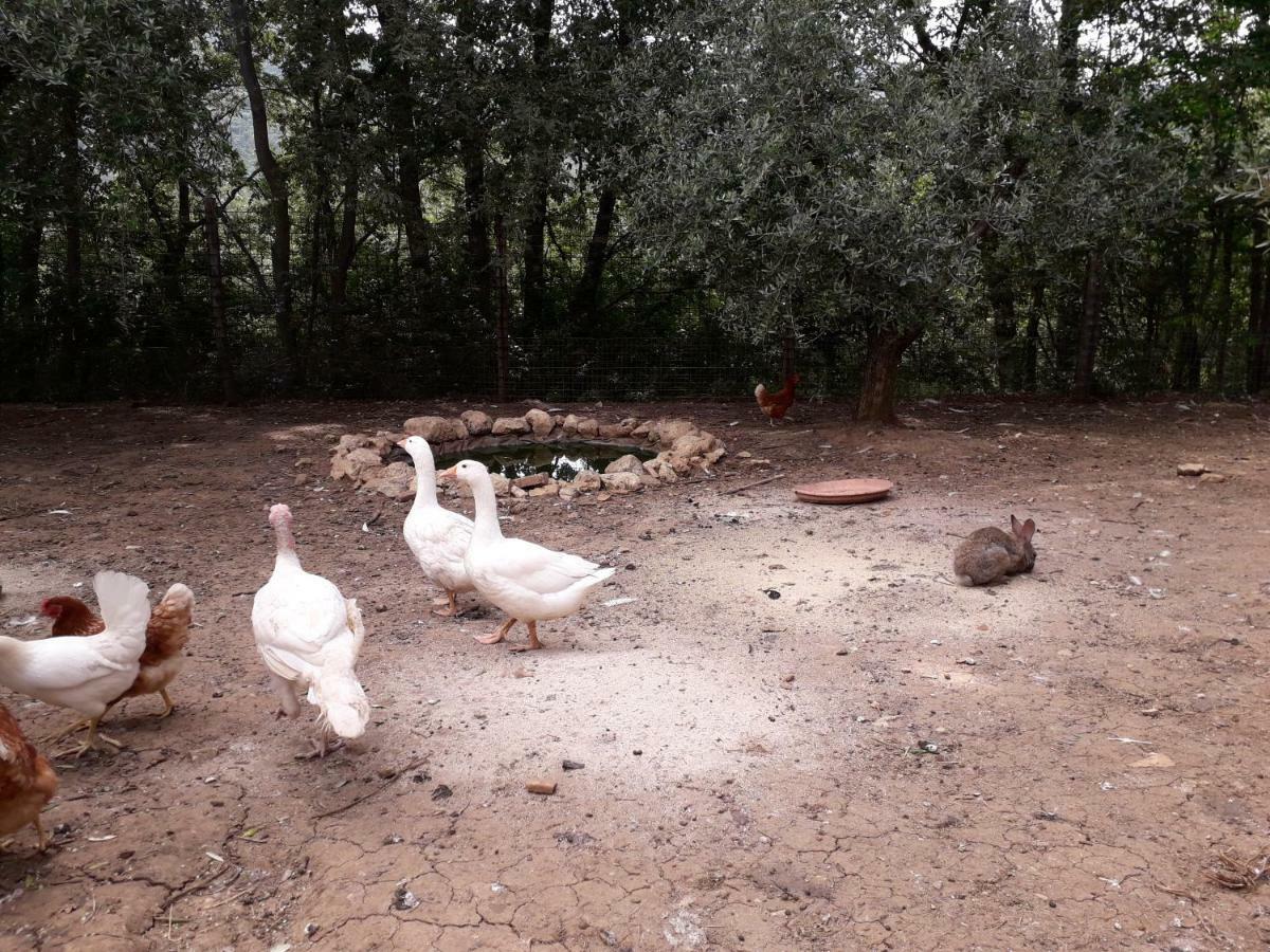 Alle Preci Country House Santa Restituta Zewnętrze zdjęcie